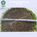 Wholesale Sunflower Seed Ton Price